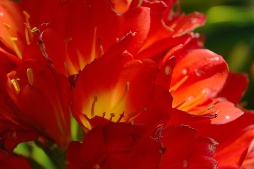 Clivia miniata-red flower