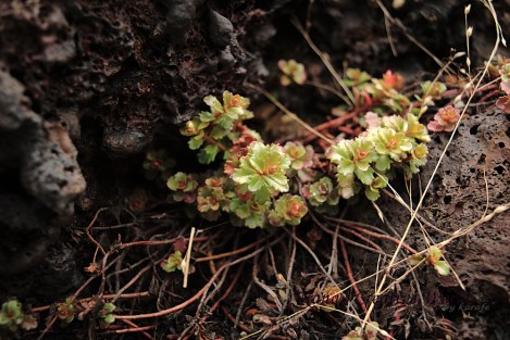 close up photo of the plants on the rock