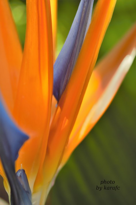 bird of paradise flower