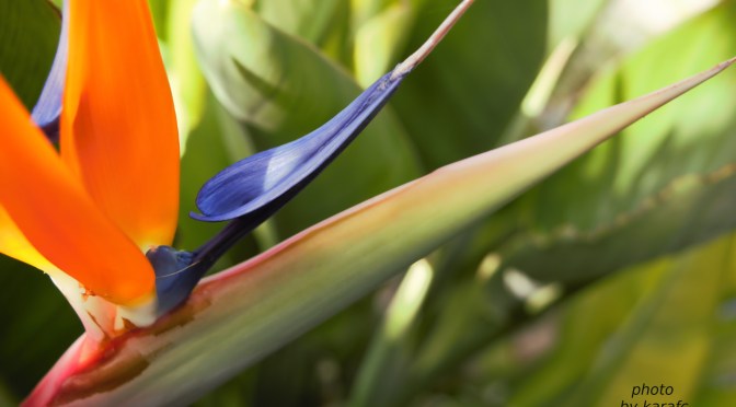 bird of paradise flower