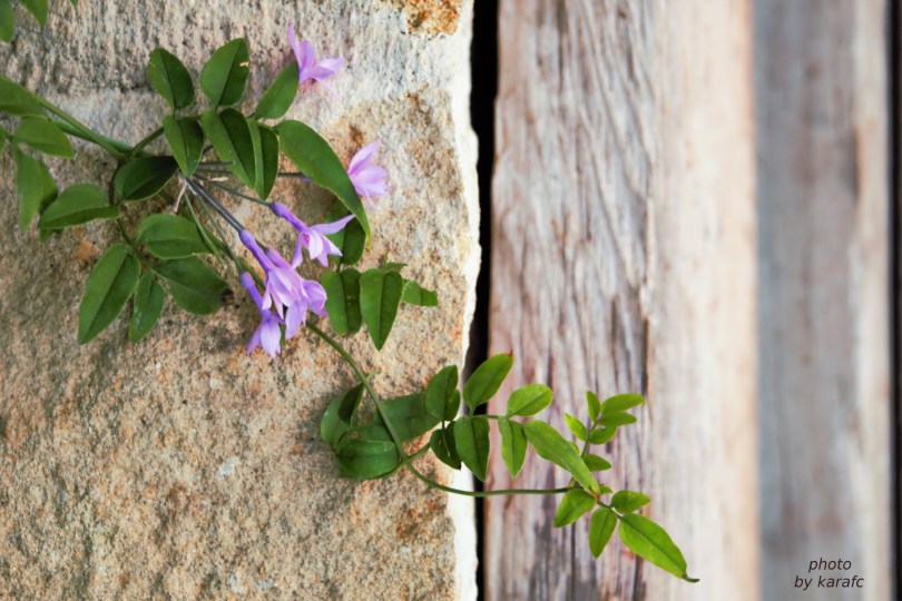 Tulbaghia violacea, society garlic or pink agapanthus