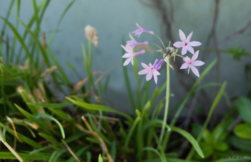 Tulbaghia violacea, society garlic, pink agapanthus