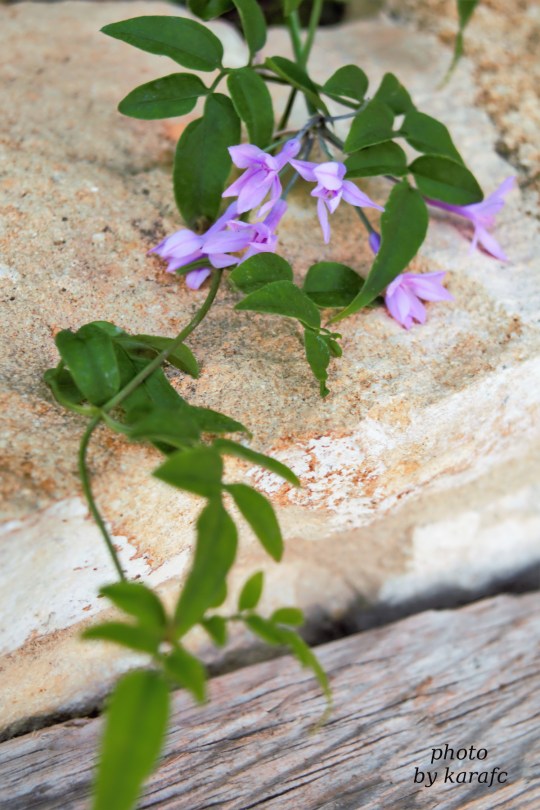 Tulbaghia violacea, society garlic or pink agapanthus