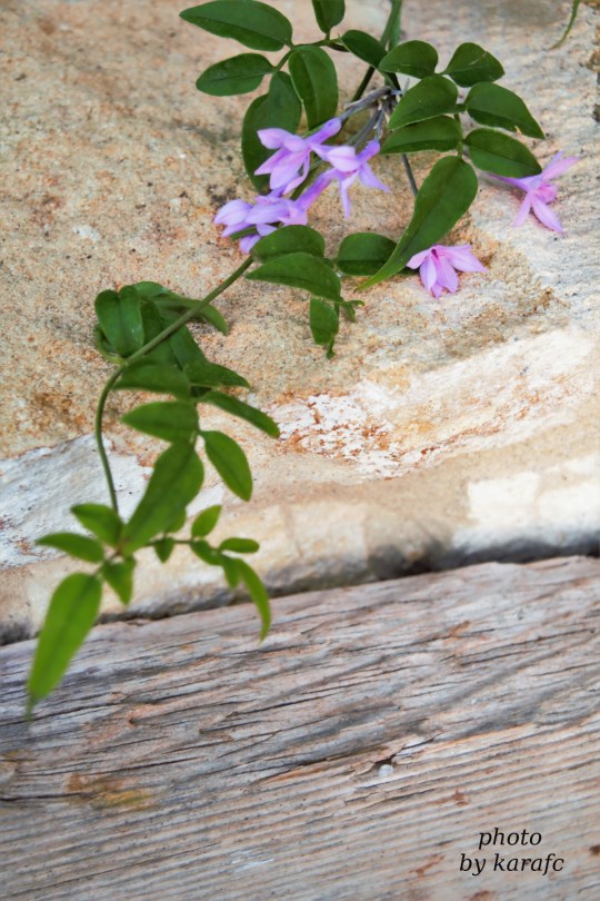 Tulbaghia violacea, society garlic or pink agapanthus