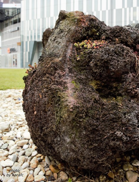 rock with small plants