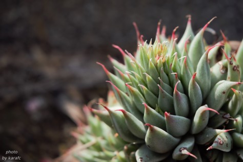 close up shot of a succulent plant