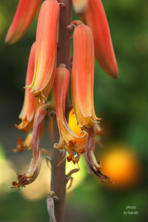 Aloe Vera Flower close-up
