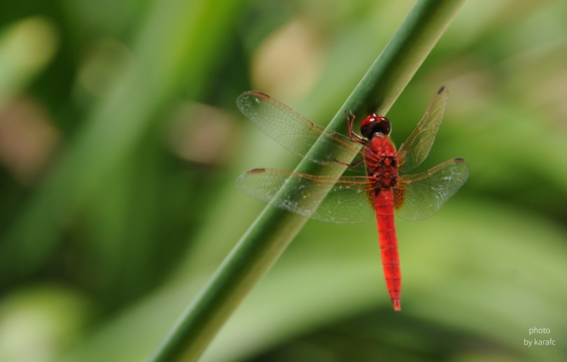 Red Dragonfly - insect