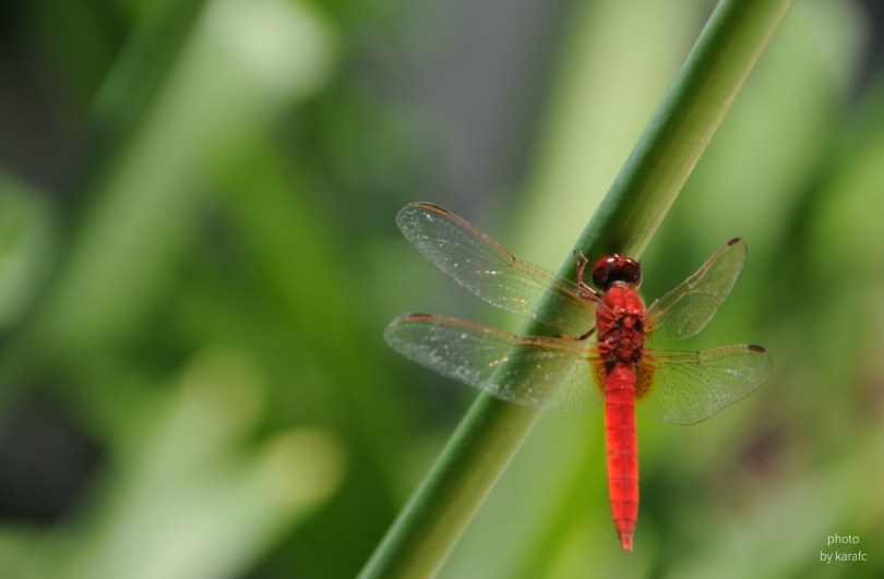 insect_dragonfly_red