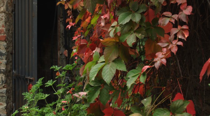 Virginia creeper