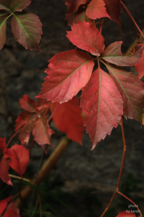 Leaves of Virginia creeper