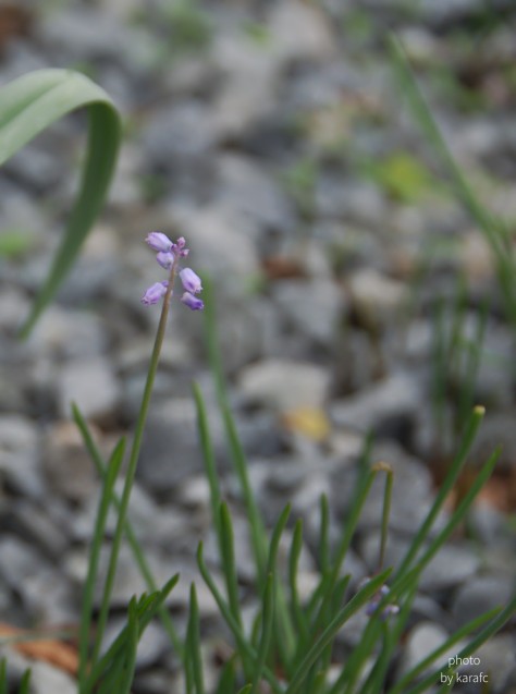Muscari Parviflorum, Autumn Grape Hyacinth - wildflower