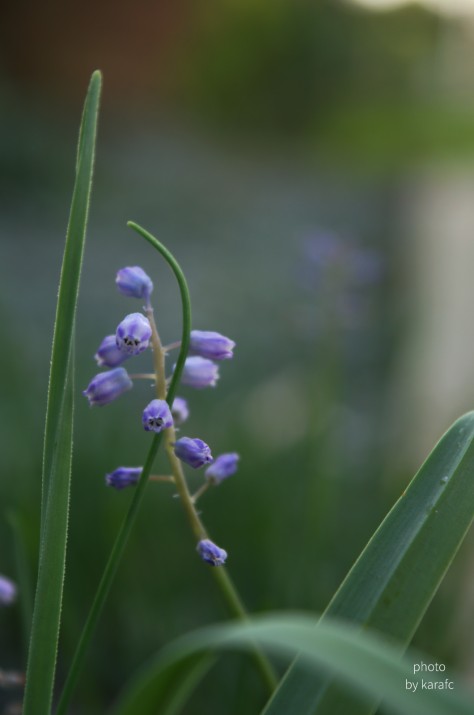 Muscari Parviflorum, Autumn Grape Hyacinth - wildflower
