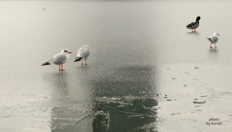 Winter in the lake Kuchajda in Bratislava, Slovakia