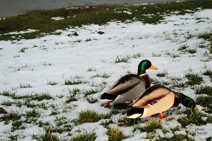 Winter in the lake Kuchajda in Bratislava, Slovakia