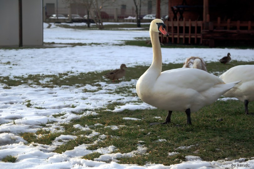 Winter in the lake Kuchajda in Bratislava, Slovakia