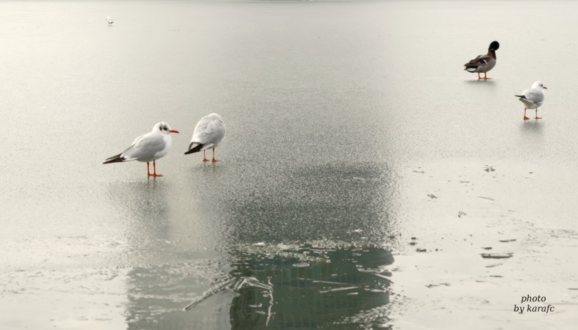 Winter in the lake Kuchajda in Bratislava, Slovakia