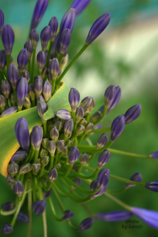 Purple Agapanthus flower