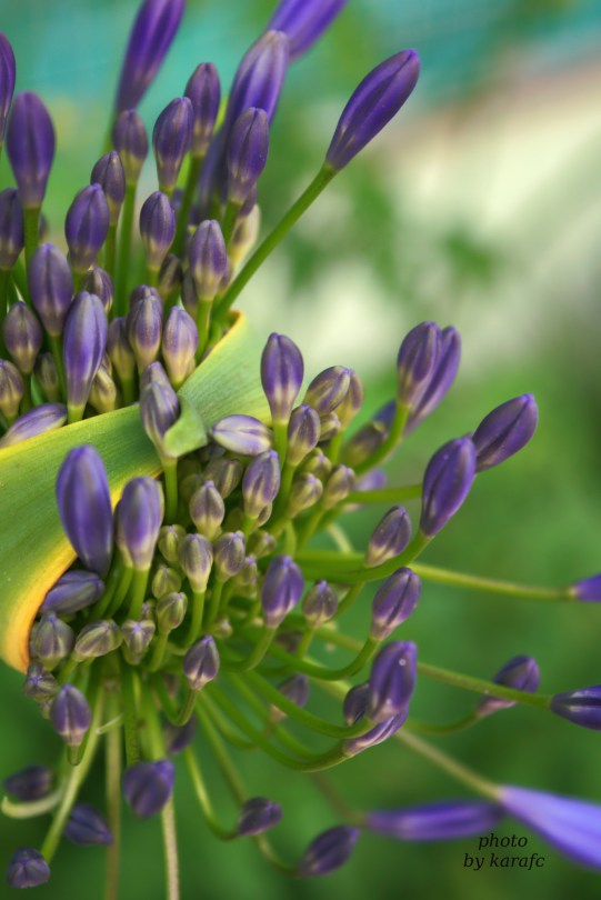 Purple Agapanthus flower