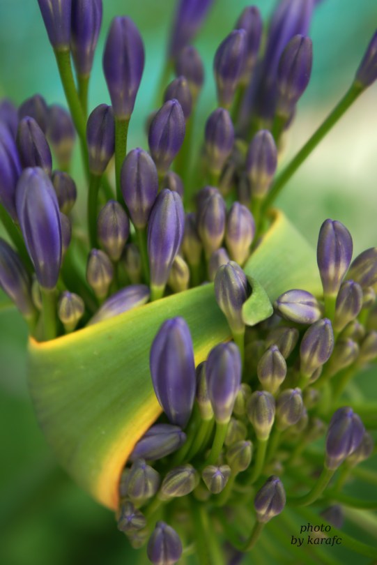 Purple Agapanthus flower