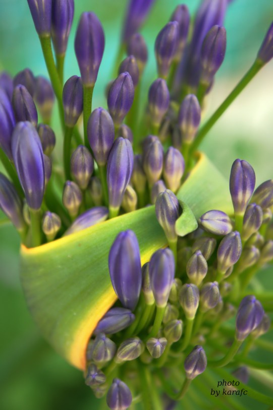 Purple Agapanthus flower
