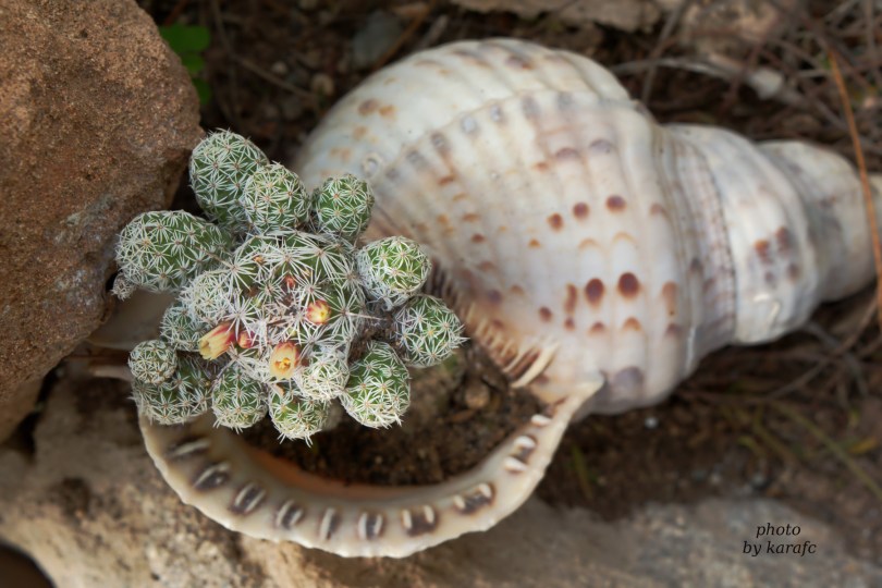 sea conch shell with cactus