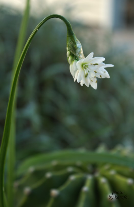 wild garlic flower