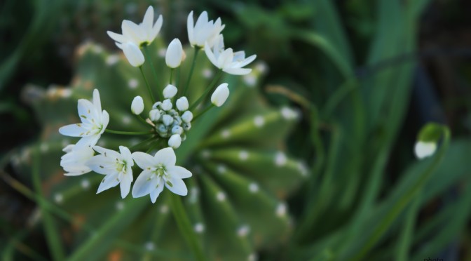 Wild garlic flower