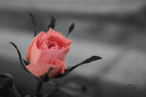 Pink rose, partially monochrome, pink only, flower