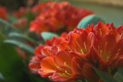 red Clivia miniata flowers - Natal lily, bush lily