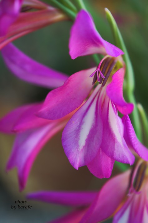 Gladiolus Italicus - Sword Lily