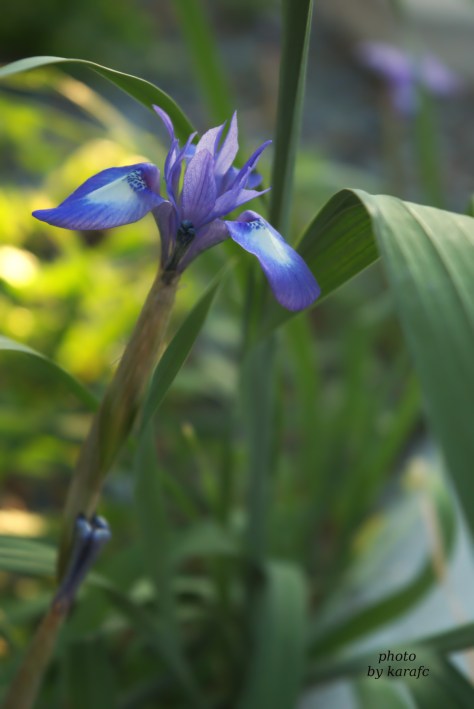 Barbary Nut, Moraea Sisyrinchium, Gynandriris Sisyrinchium