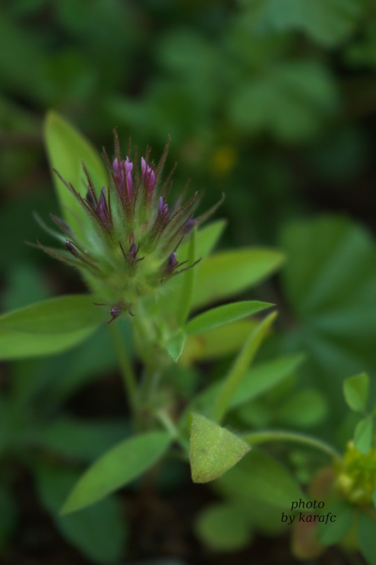 tiny_weedflower_purple