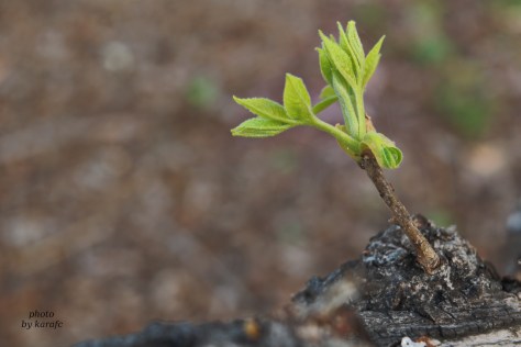 offshoot of a pecan tree in spring