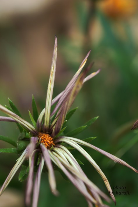 Arctotis - African daisy