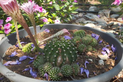 Cactus Echinopsis oxygona flower (Easter lily cactus)
