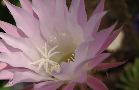 Cactus Echinopsis oxygona flower (Easter lily cactus)
