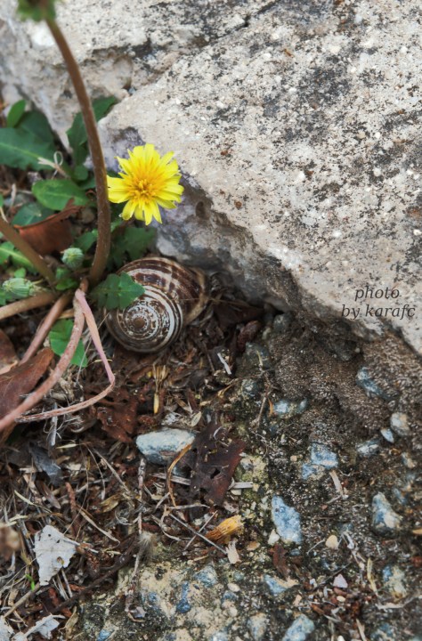 nature_yellow dandelion_snail